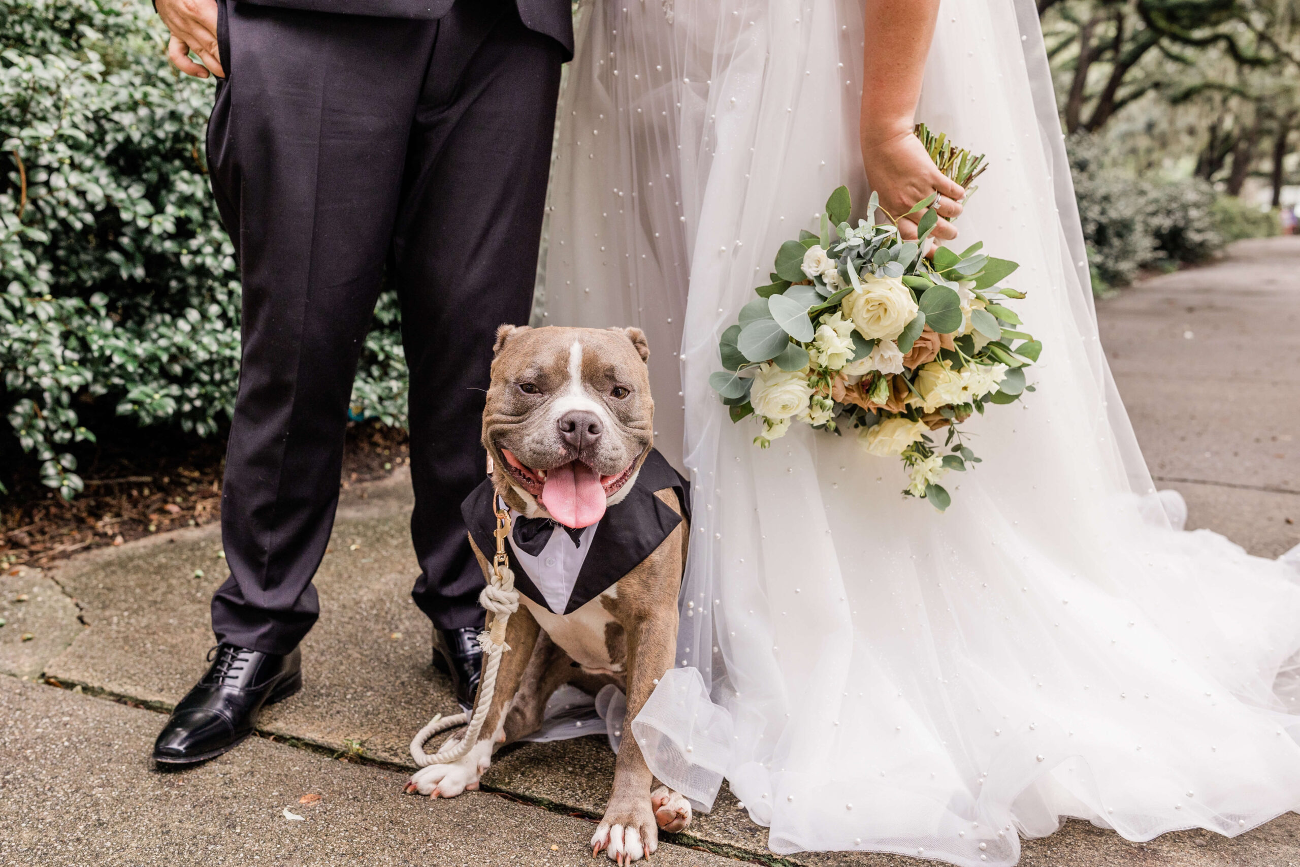 dogs at a savannah elopement