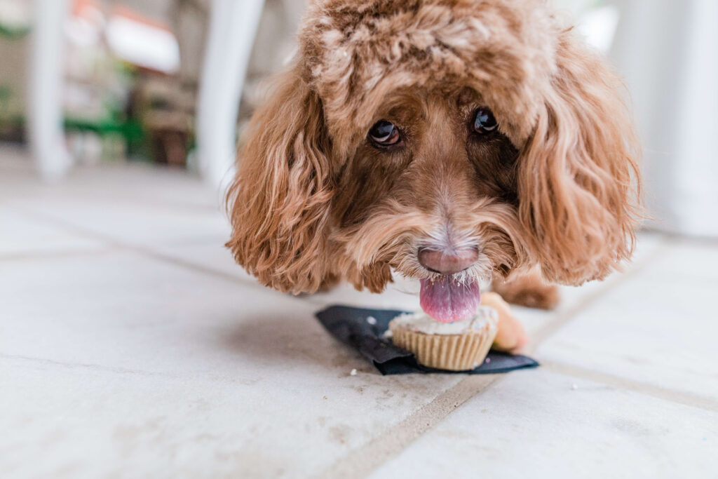 dog eating a cupcake at a wedding | can we have dogs at a Savannah wedding?