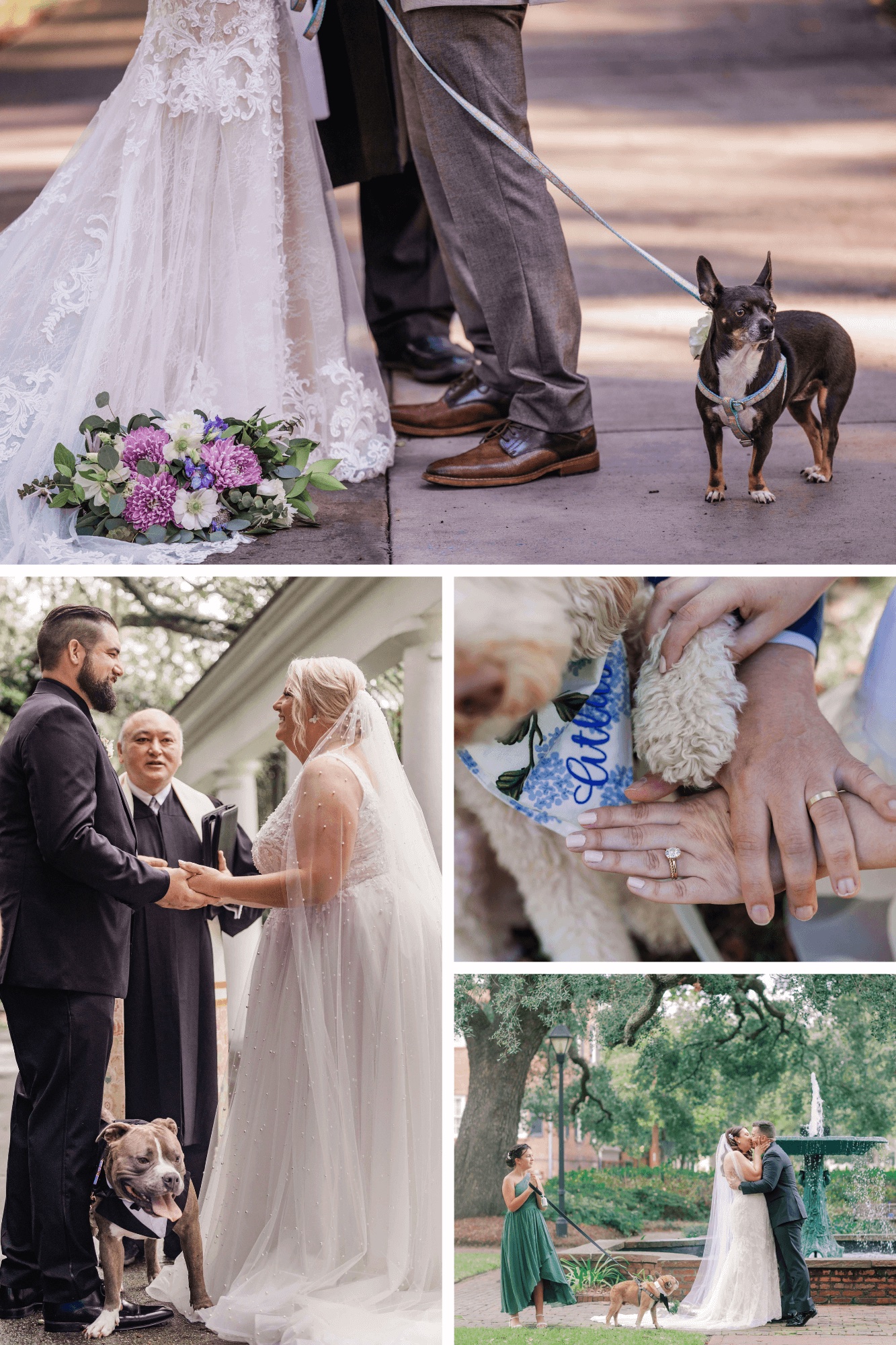 dogs at a savannah elopement